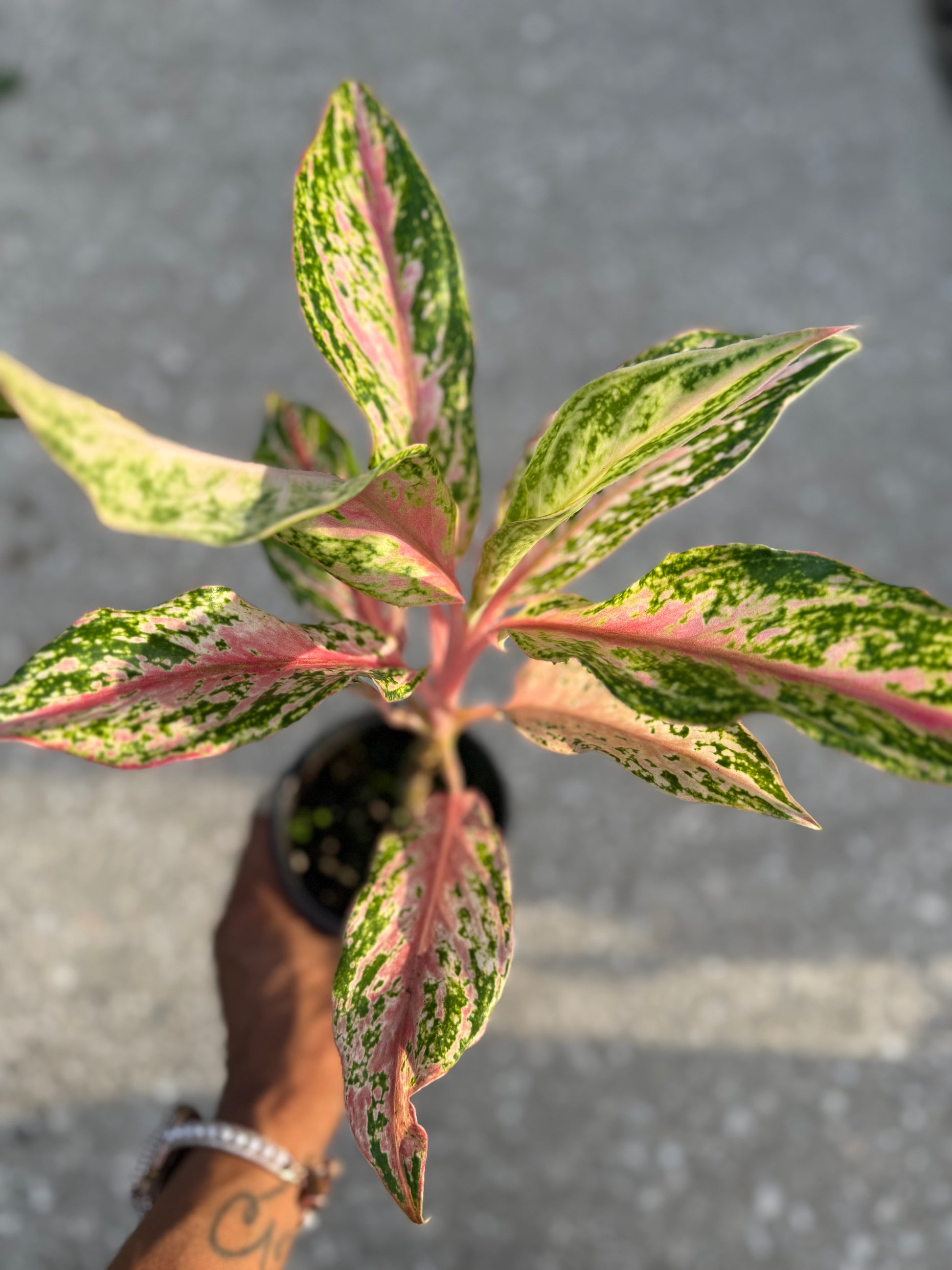 butterfly aglaonema Aglaonema 'Pink Butterfly' – Prop & Grow Plant Shop