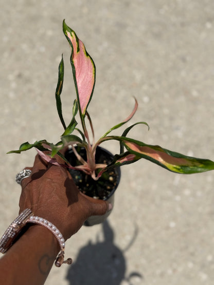 Aglaonema 'Flying Squid'