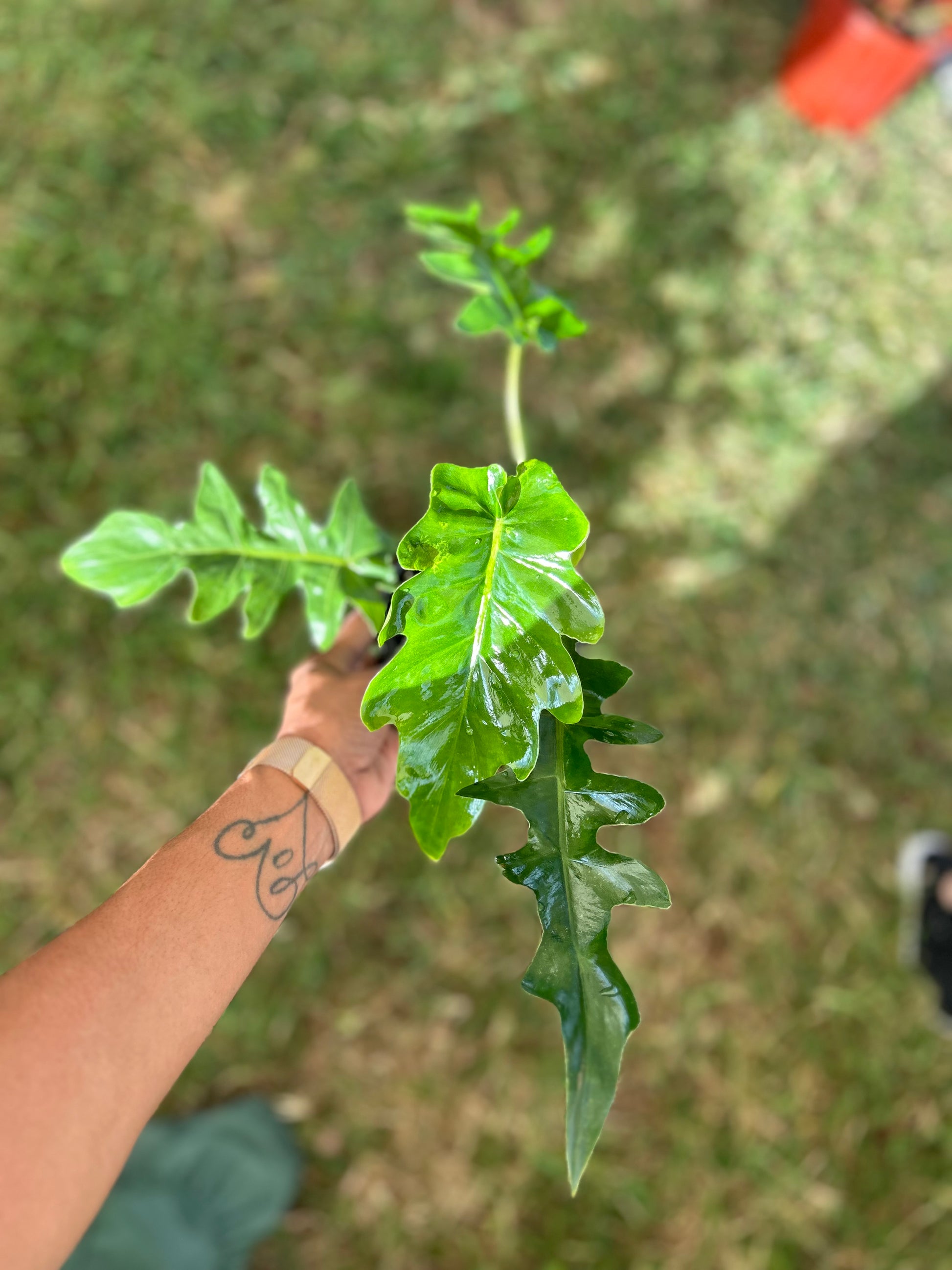 bob cee philodendron care Philodendron 'Bob Cee'