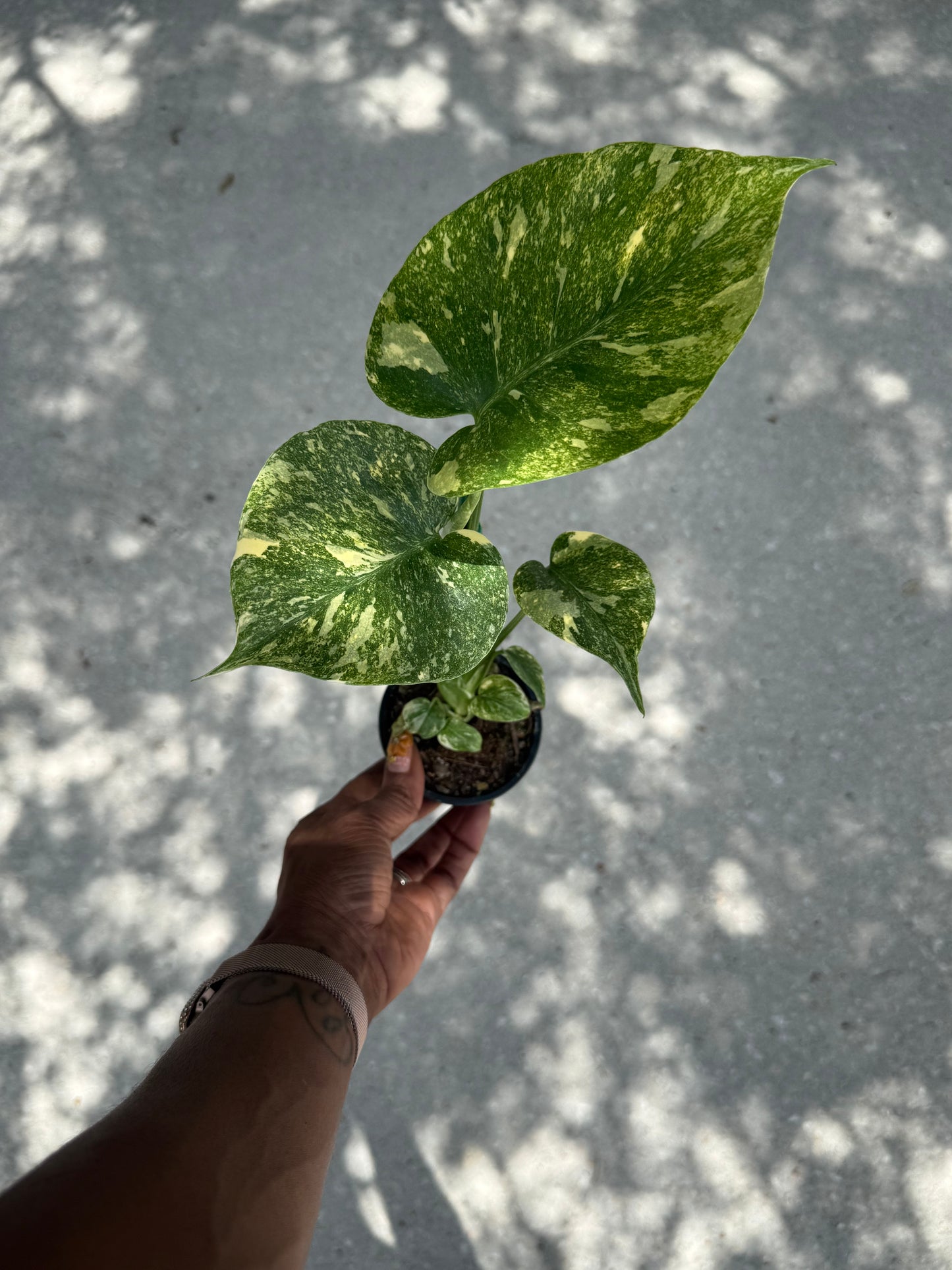 Monstera Legacy