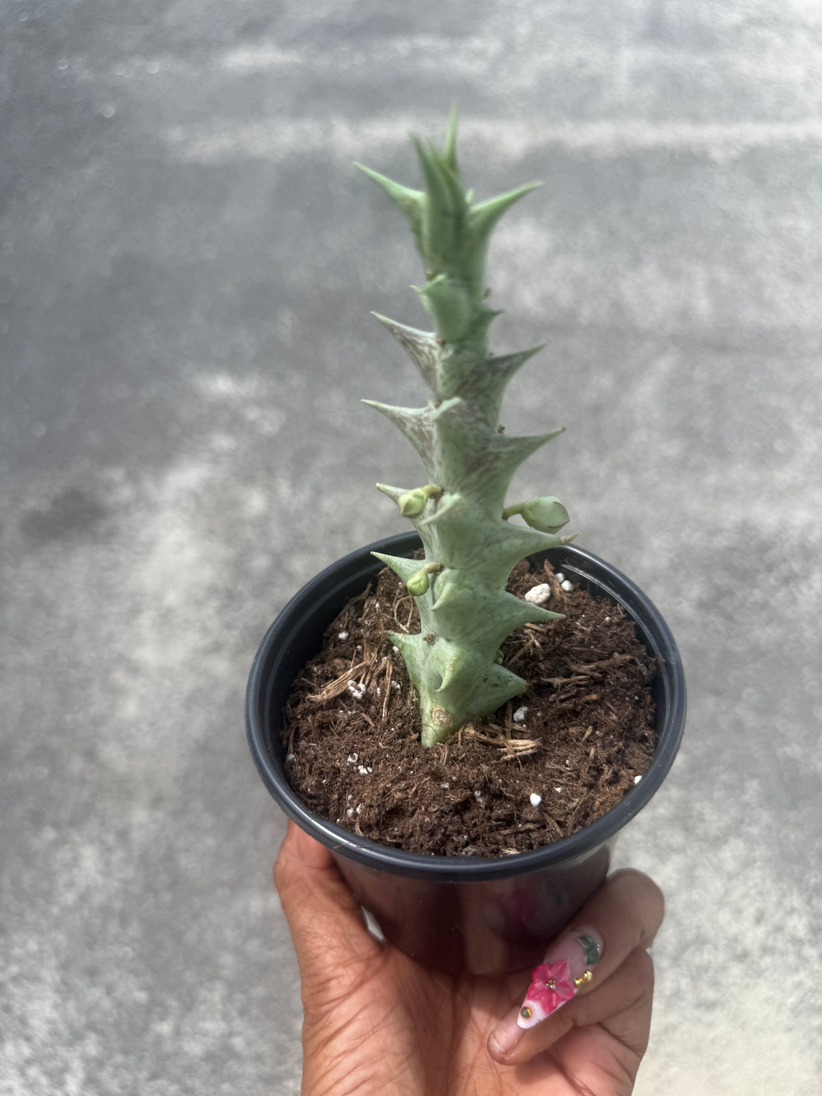 Caralluma hesperidum