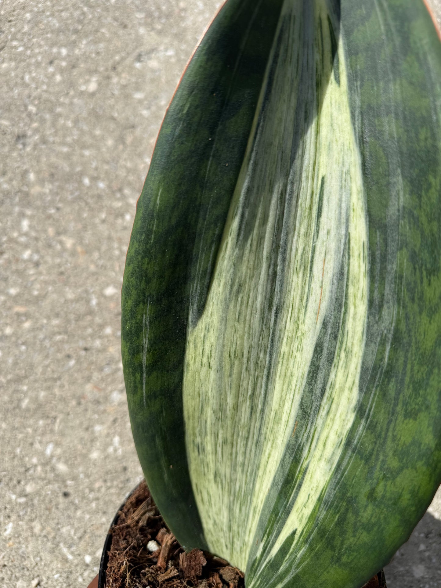 Sanseveria ‘Whale Fin’ variegated white