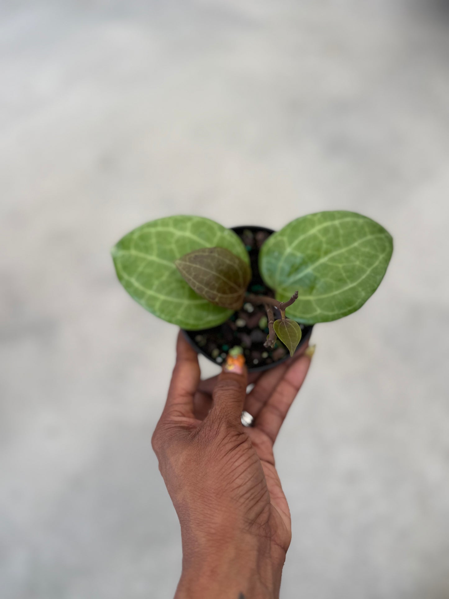 Hoya Latifolia Sarawak