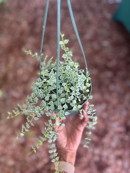Dischidia 'Million Hearts' Variegated