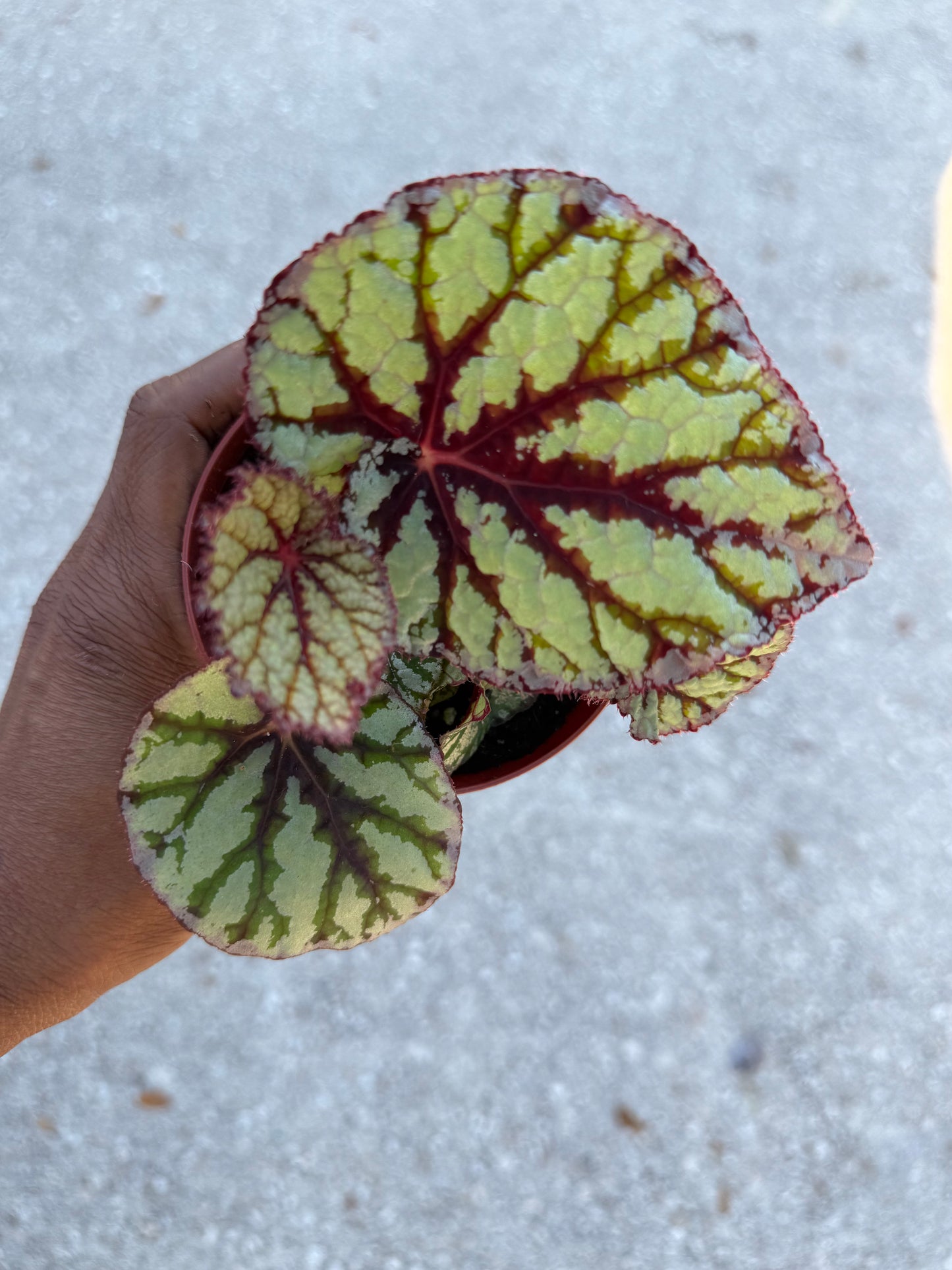 Begonia Rex ‘Fedor’