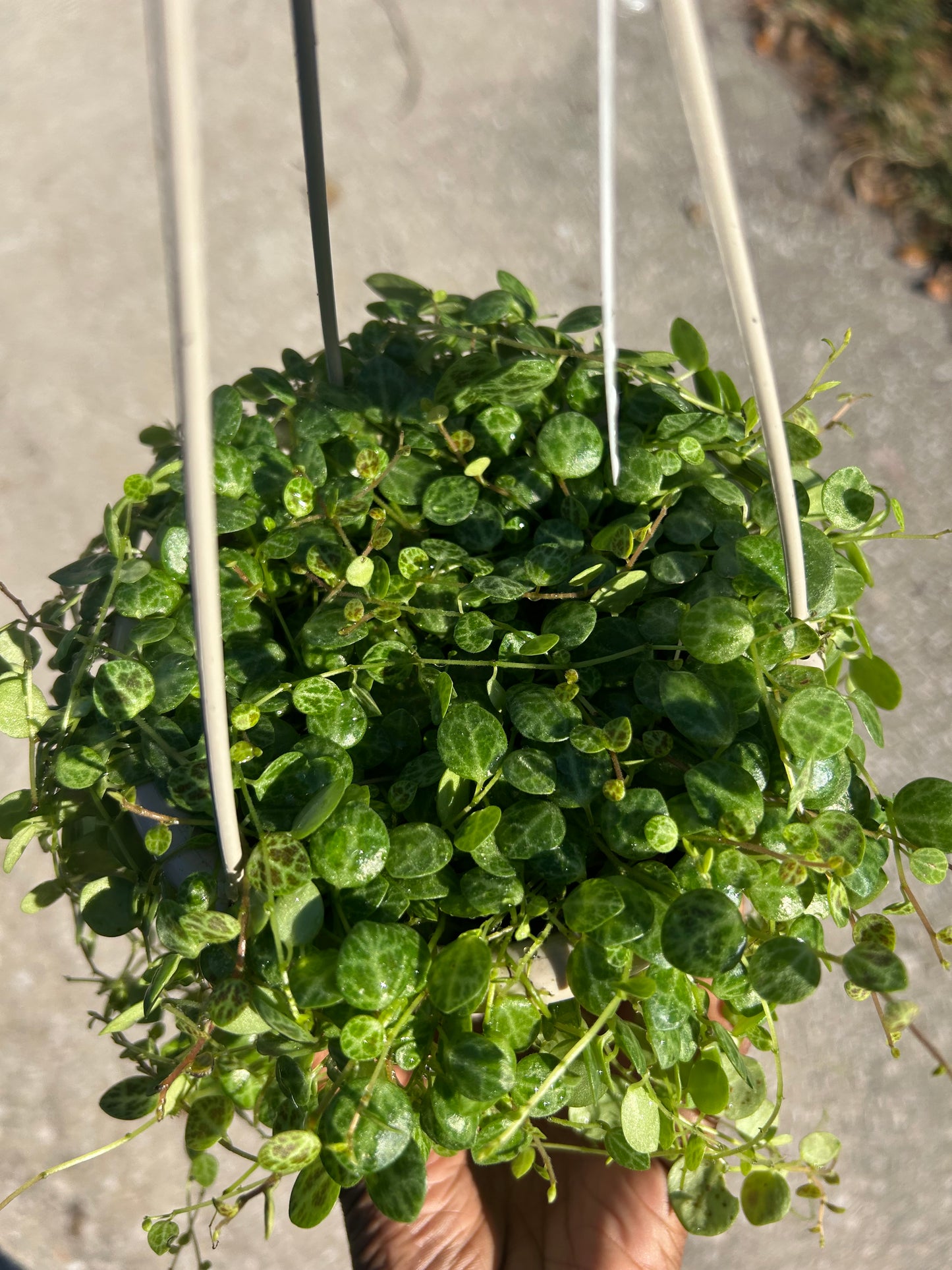 Peperomia String of Turtles