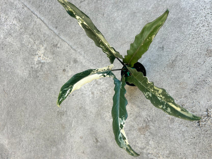 Alocasia Lauterbachiana Variegated Albo