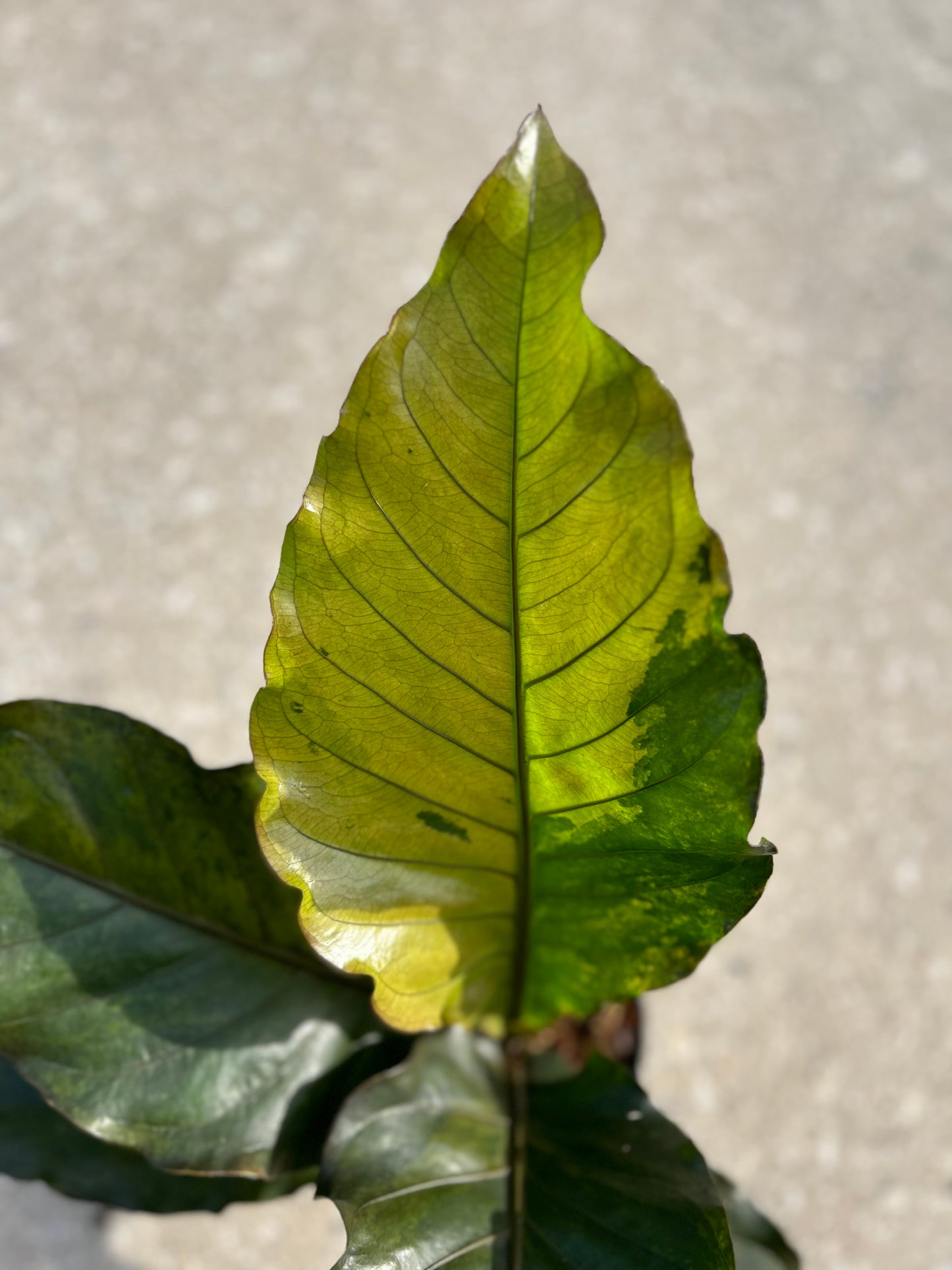 Anthurium Renaissance Variegated