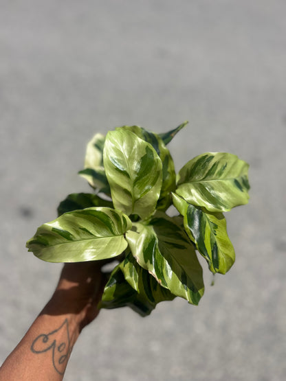 Calathea 'Yellow Fusion'