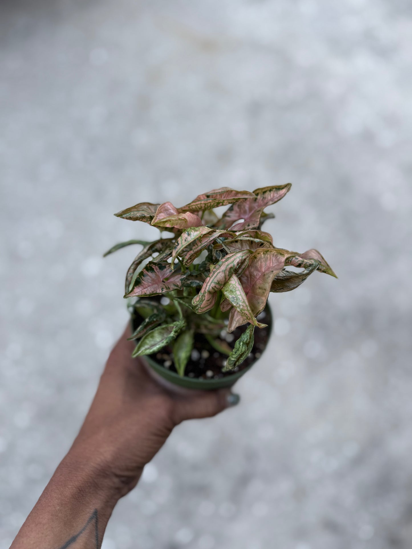 Syngonium Pink Rolli