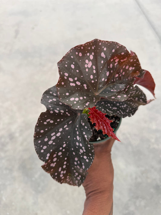 Begonia Crackling Rosie