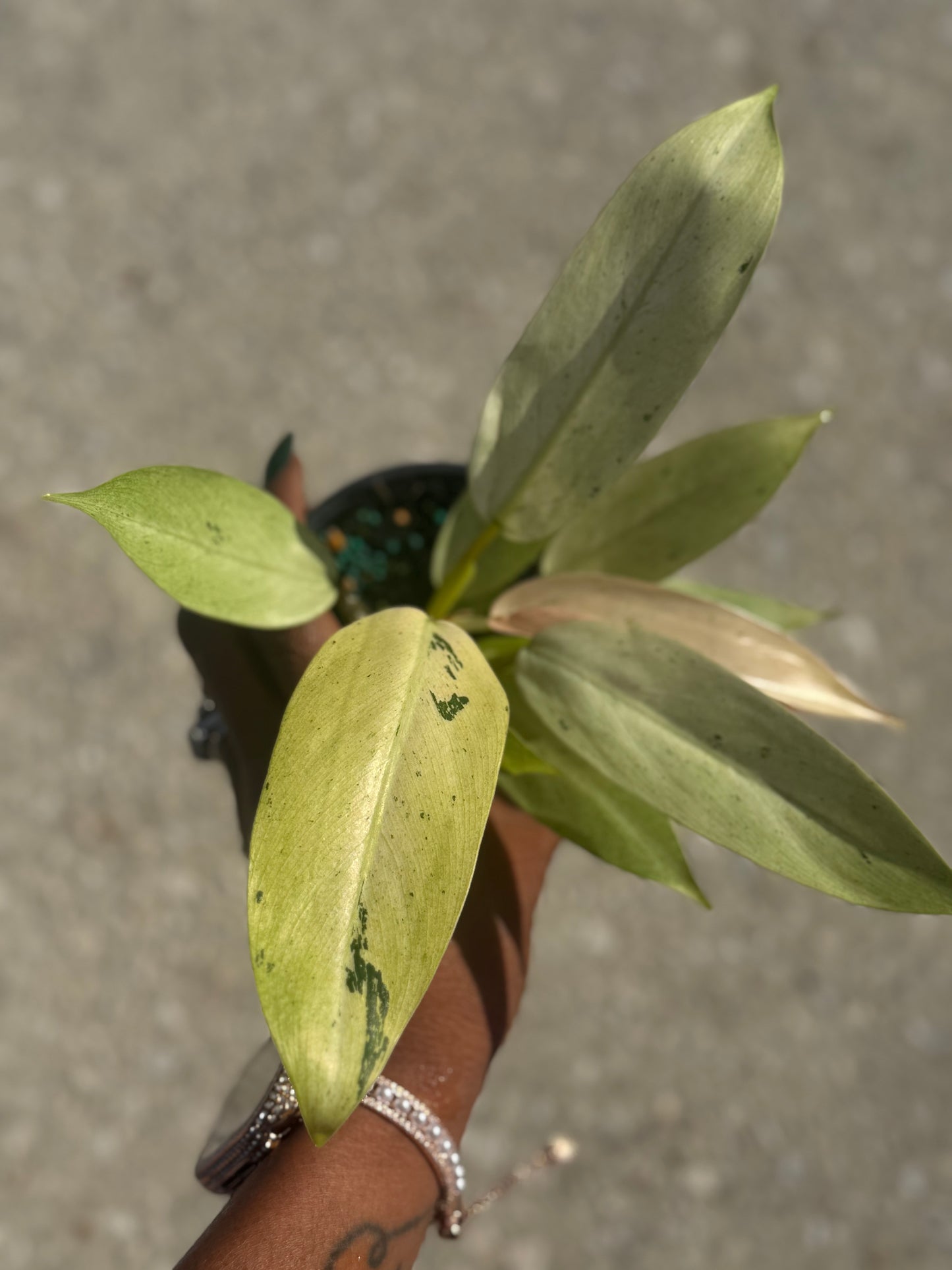 Philodendron 'Whipple Way'