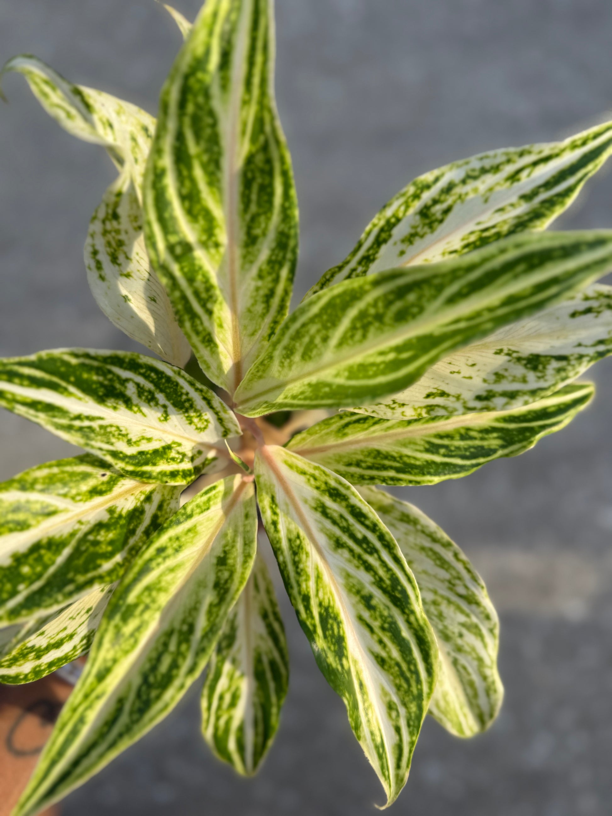 white lance aglaonema Aglaonema 'White Panama' – Prop & Grow Plant Shop