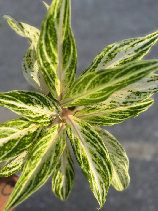 Aglaonema 'White Panama'