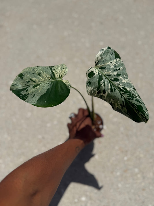 Monstera Vietciosa