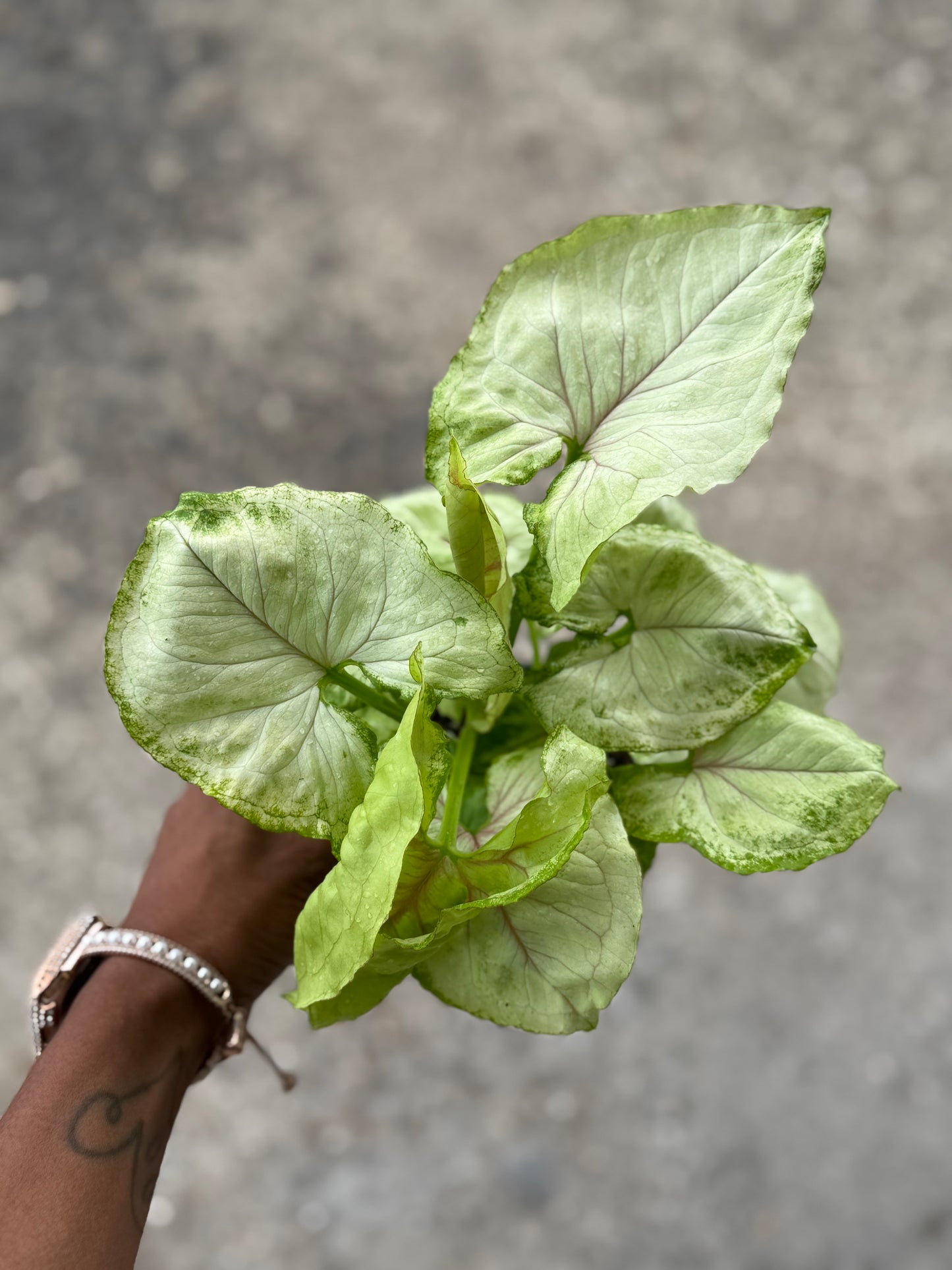 Syngonium 'Chiffon Allusion'