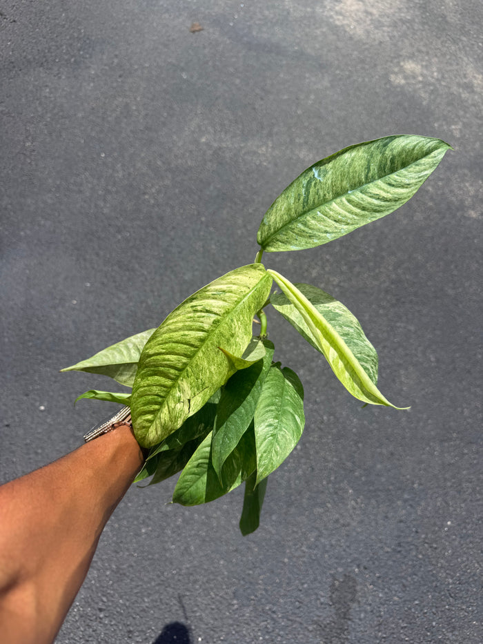 Rhaphidophora Gorillan Variegated