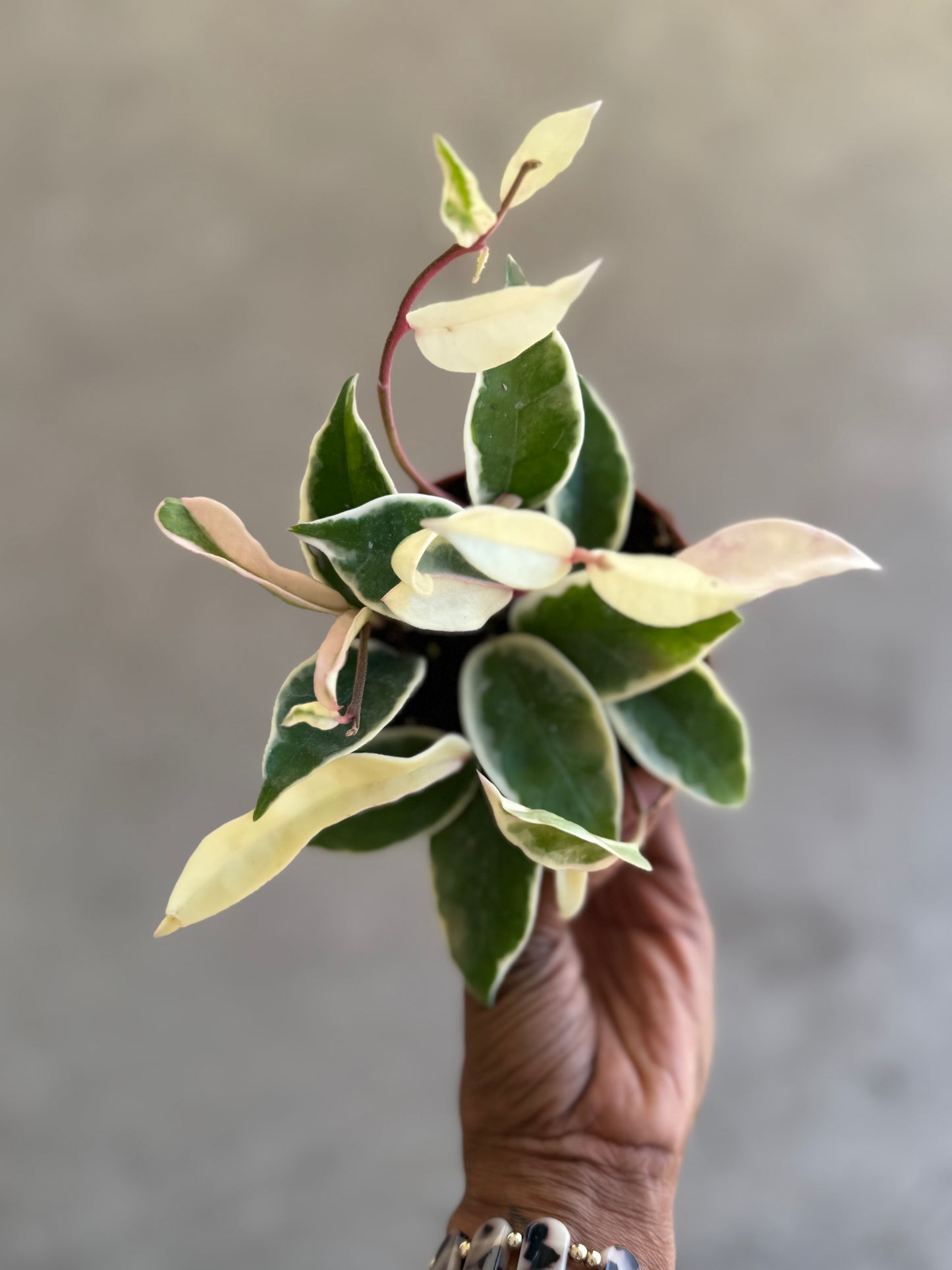 Hoya 'Krimson Queen'