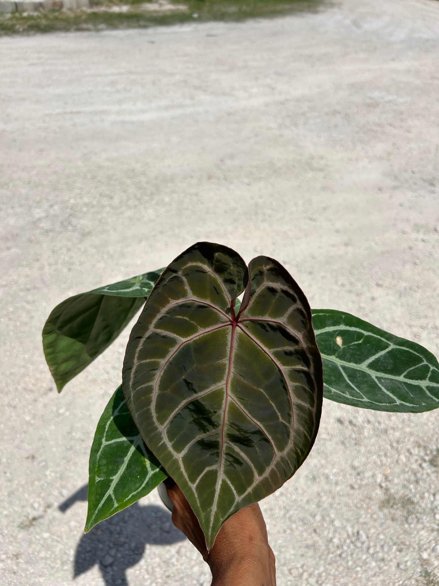 Anthurium Crystallinum x Magnificum