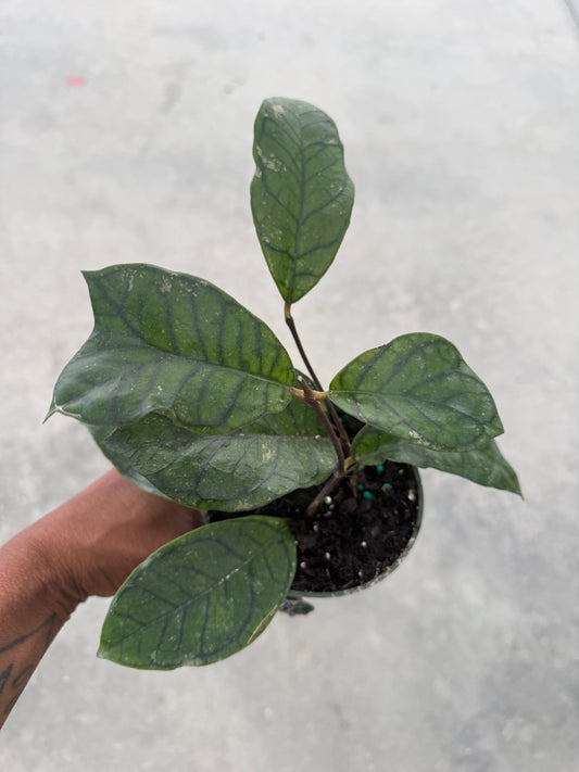 Hoya Callistophylla Vena