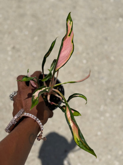 Aglaonema 'Flying Squid'