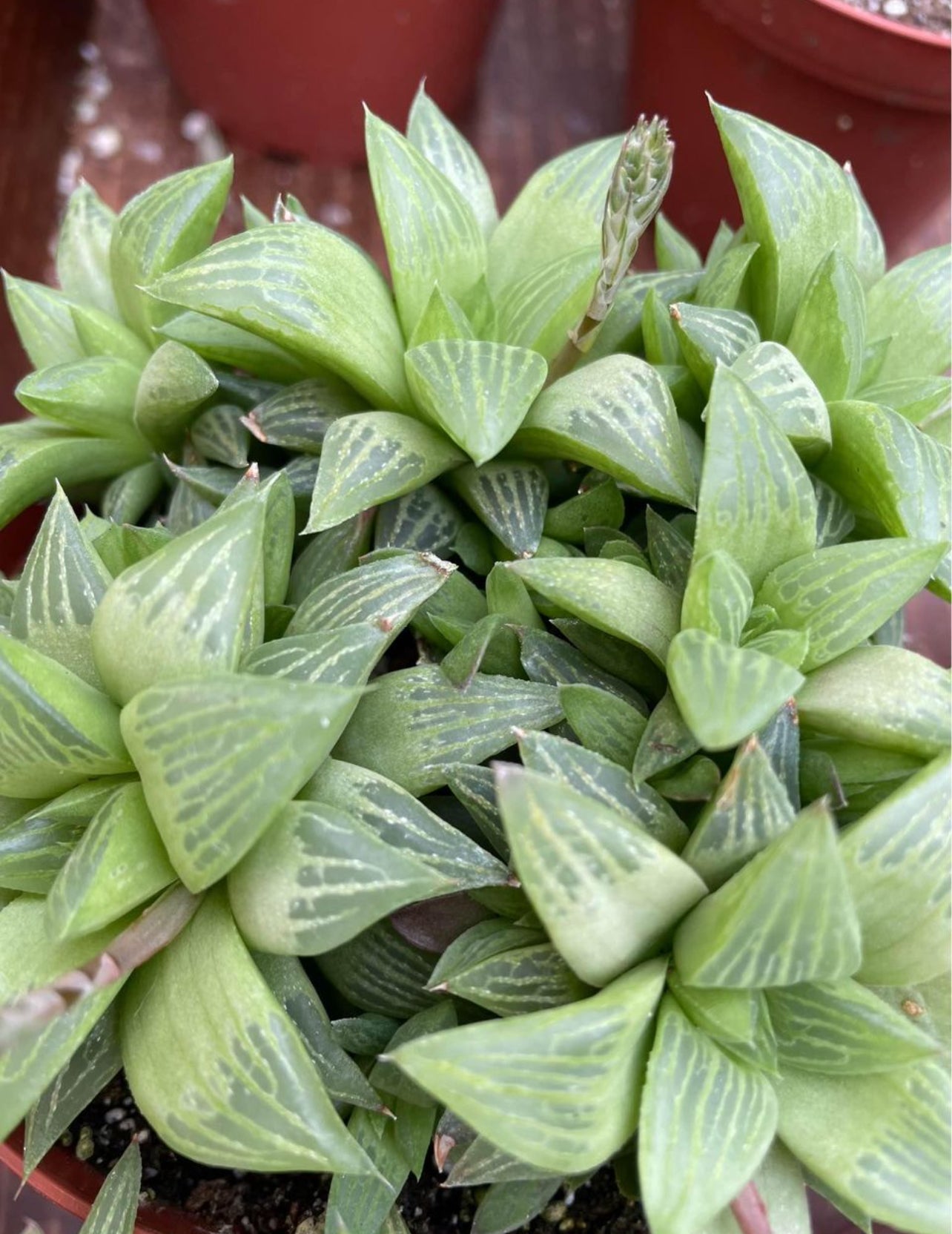 Assorted Haworthia