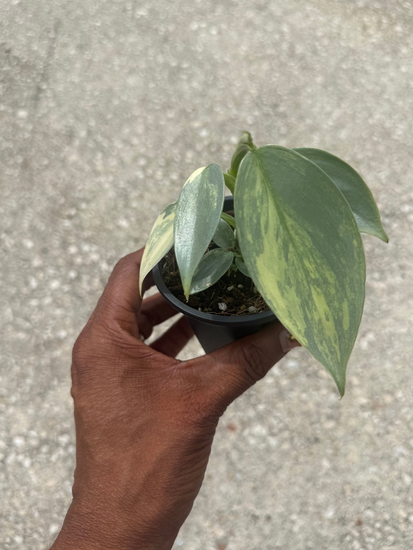 Philodendron Silver Sword Variegated