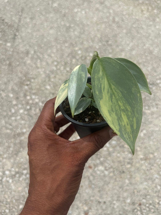Philodendron Silver Sword Variegated