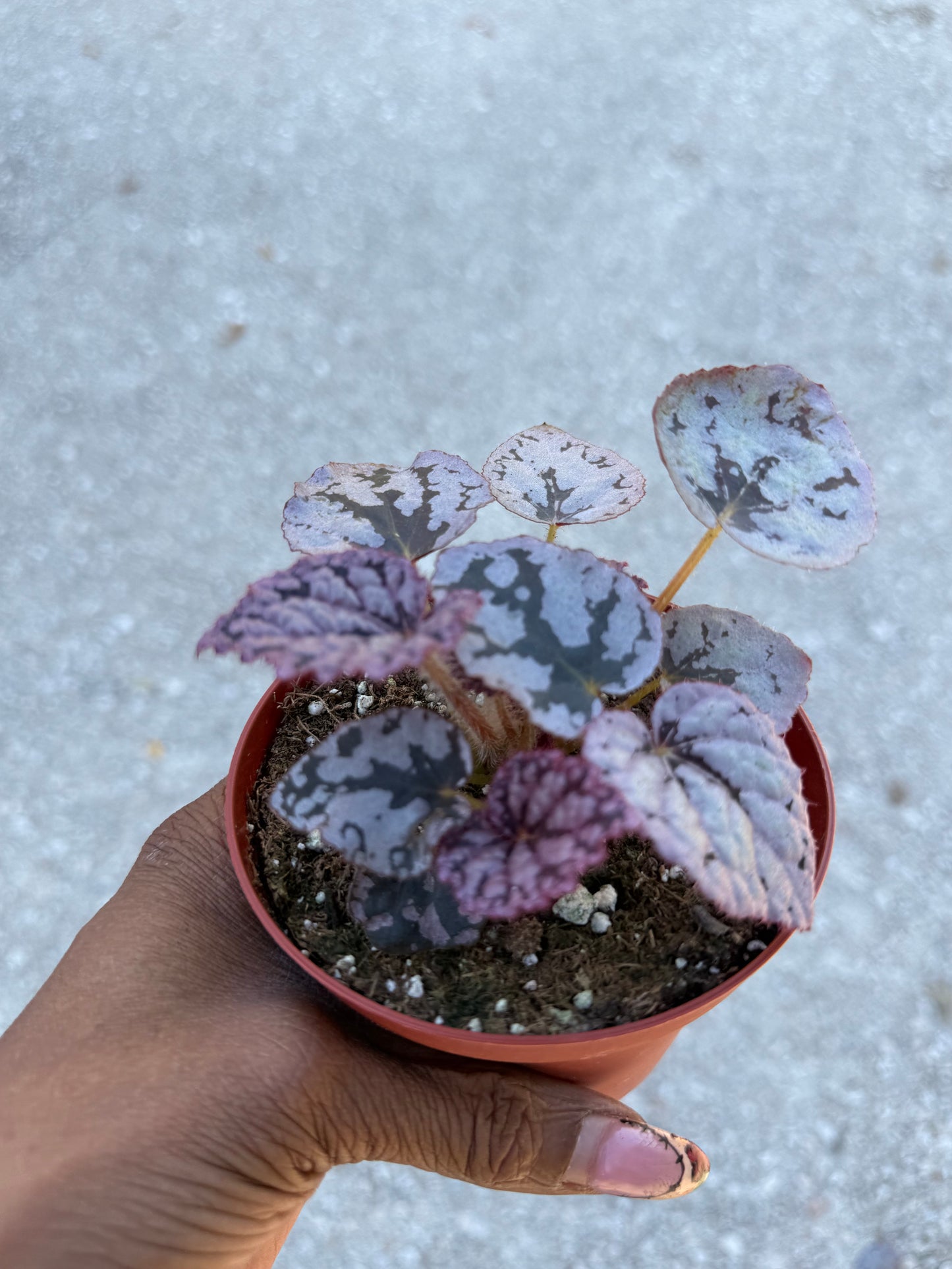 Begonia Silver Dollar