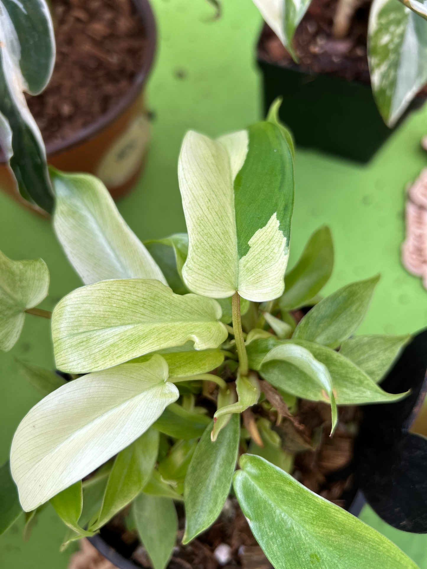 Philodendron Florida Ghost