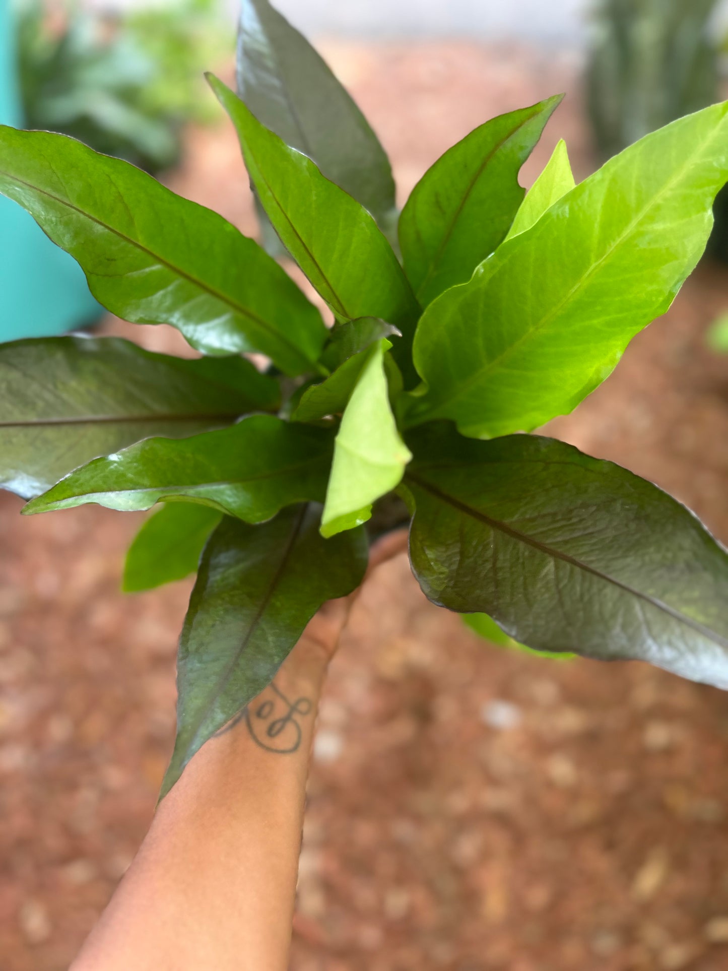 Anthurium Big Red Bird