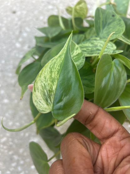 Philodendron 'Cordatum Heartleaf' Variegated