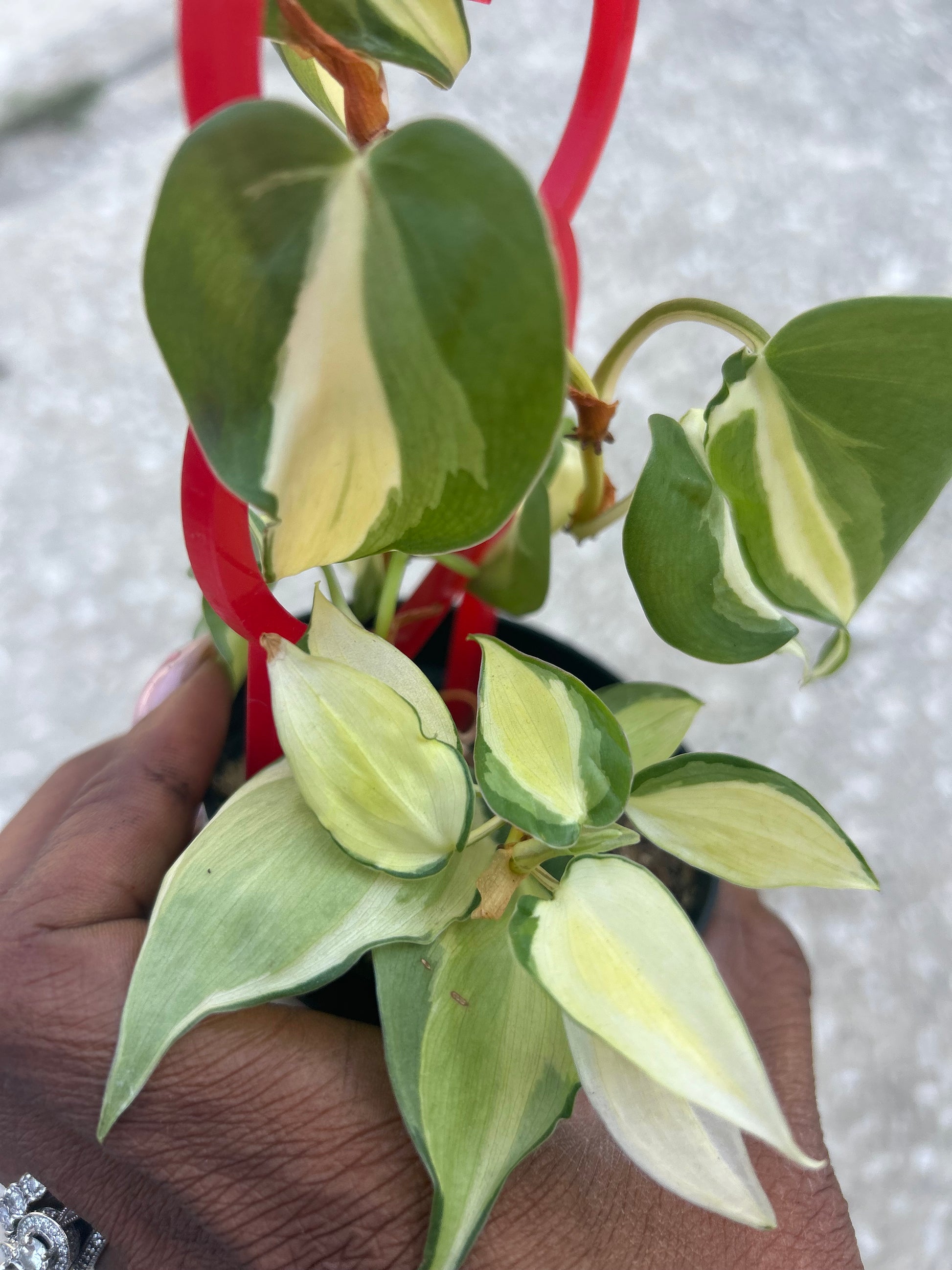 gabby philodendron Philodendron 'Gabby' – Prop & Grow Plant Shop
