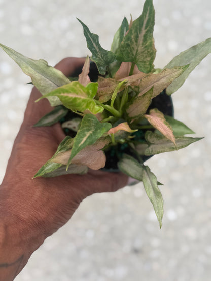 Syngonium 'Mickey'