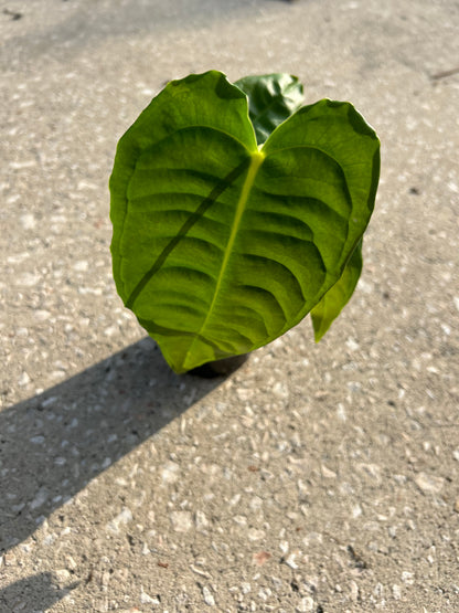 Anthurium Veitchii ‘King’