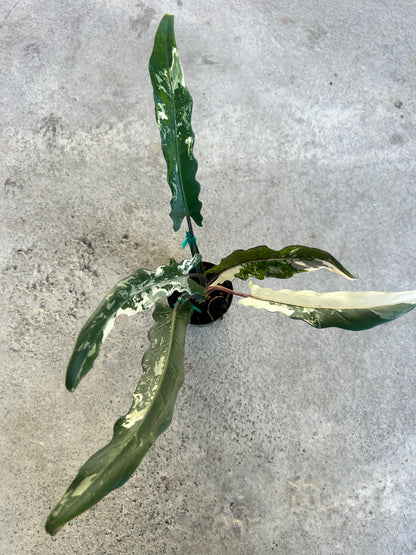 Alocasia Lauterbachiana Variegated Albo