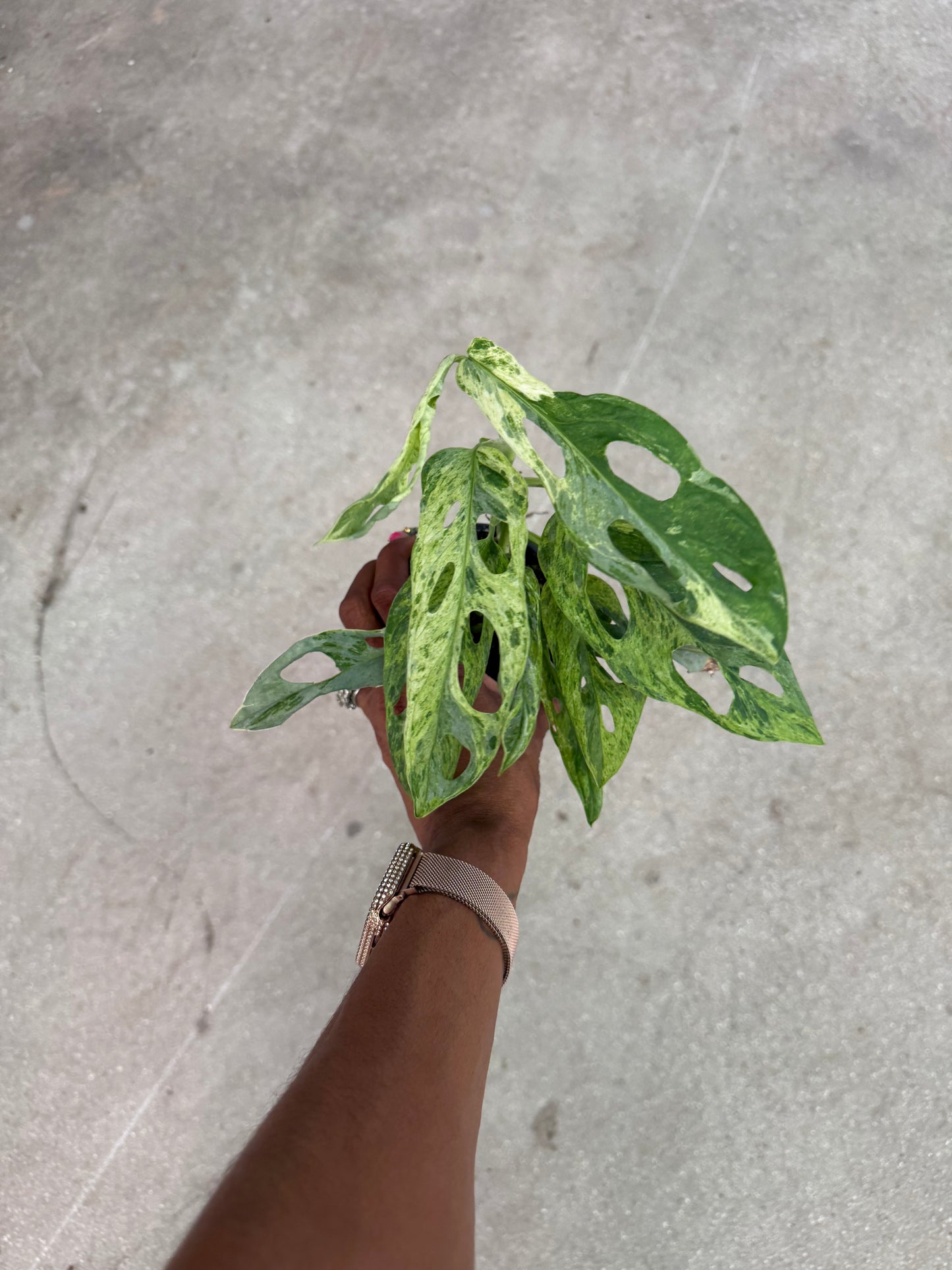 Monstera Adansonii Giant Variegated