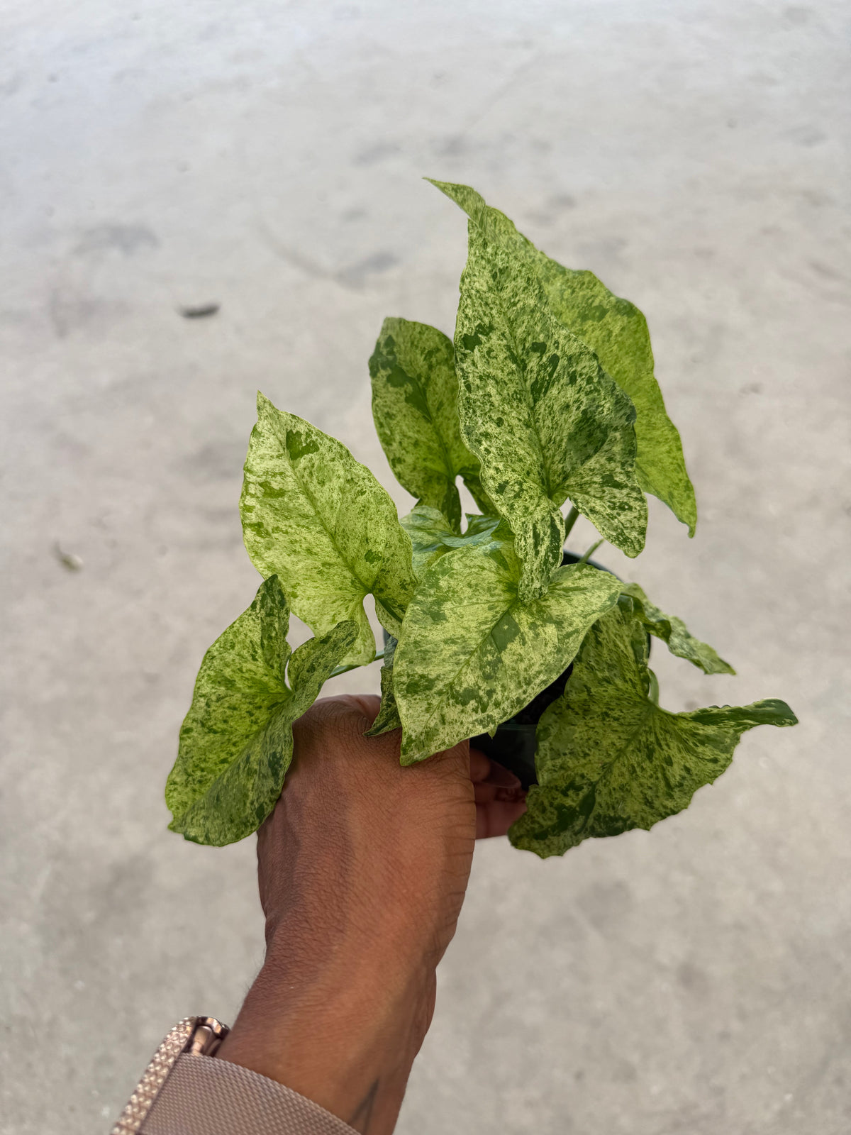 Syngonium Mottled Mojito