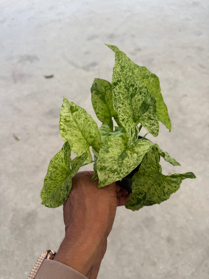 Syngonium Mottled Mojito