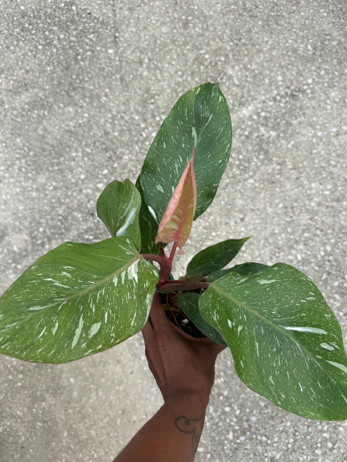 Philodendron 'White Knight' Marble King