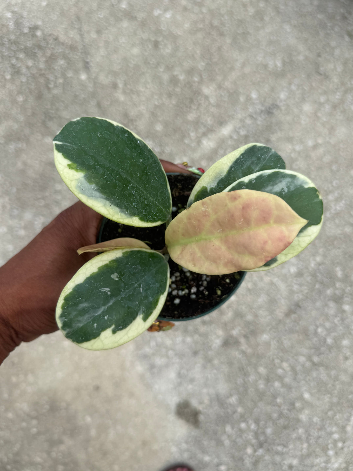 Hoya obovata albo