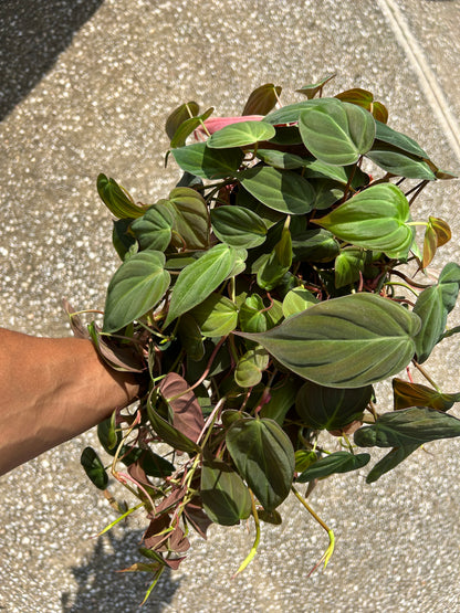 Philodendron 'Micans'