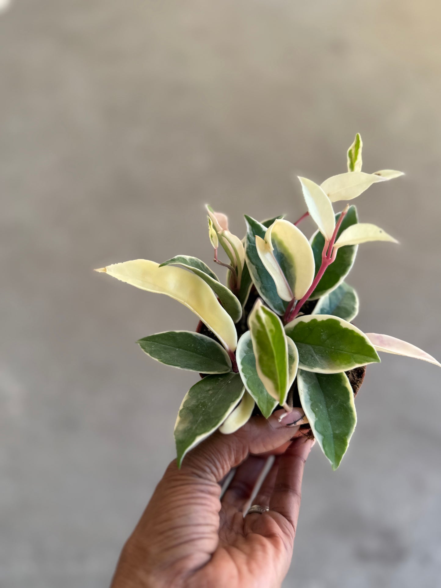 Hoya 'Krimson Queen'