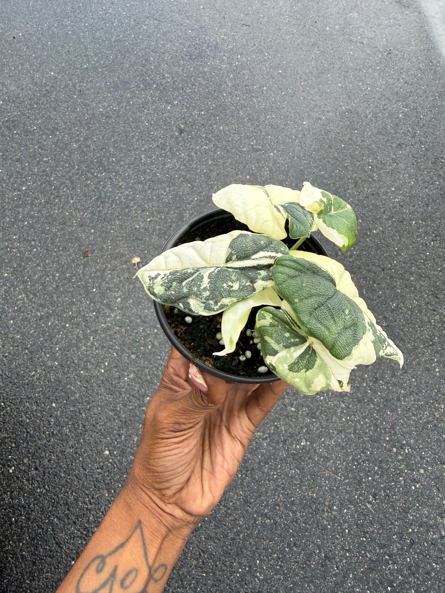 Alocasia Melo Variegated Albo