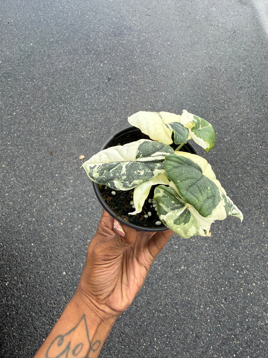 Alocasia Melo Variegated Albo