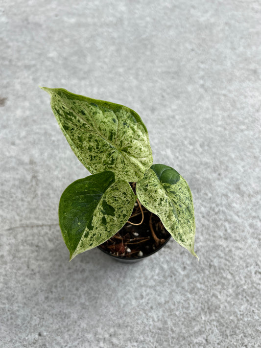 Alocasia baginda Dragon Scale variegated Mint