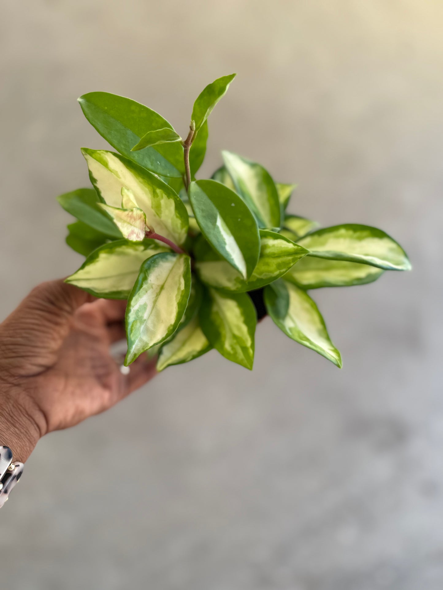 Hoya 'Krimson Princess'