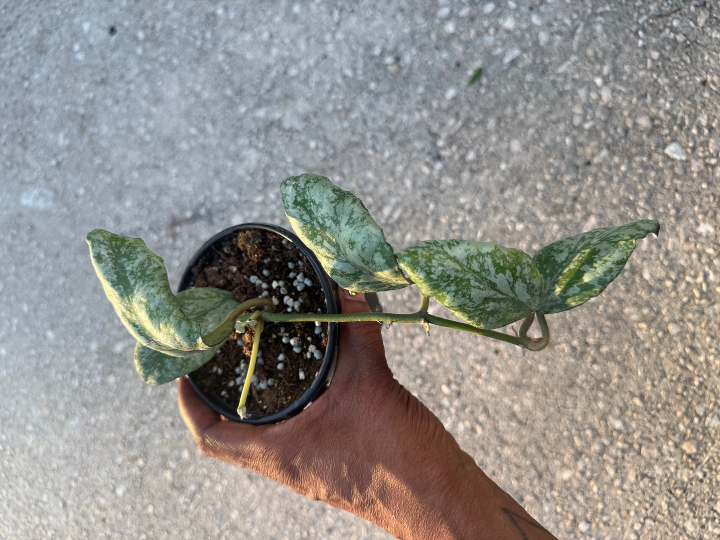 Hoya waymaniae cold sky