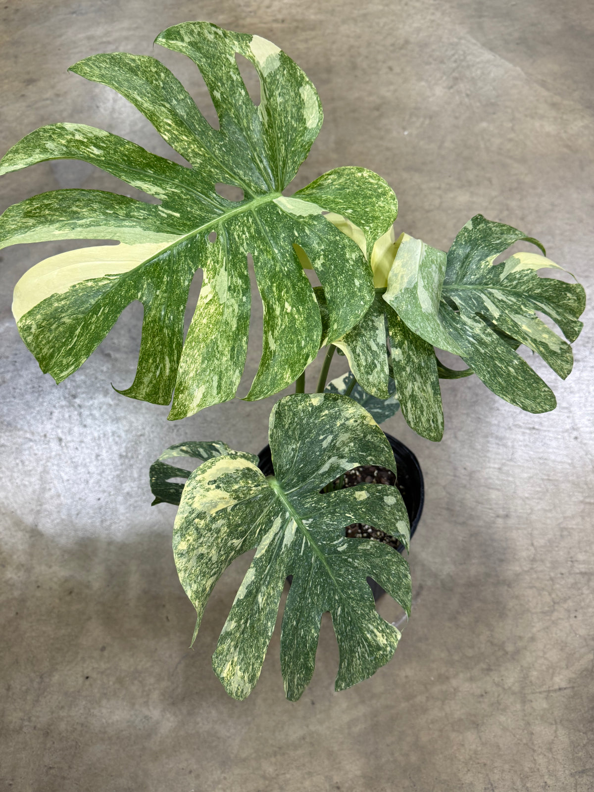 Monstera Green Snow