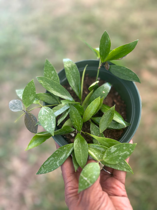 Hoya Gracilis